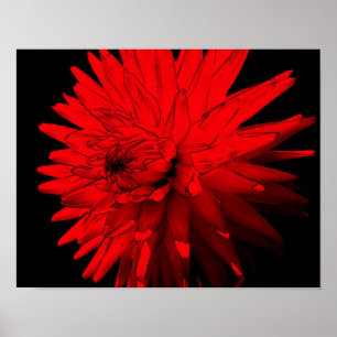 Poster Fleur rouge Hot Dahlia