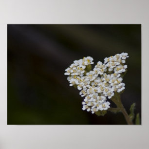 Poster Fleur sauvage