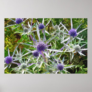 POSTER FLEUR SAUVAGE