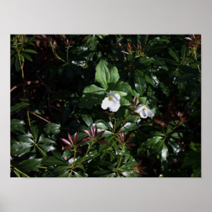 Poster Fleur sauvage blanc