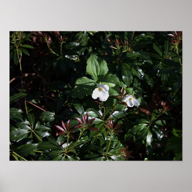 Poster Fleur sauvage blanc (Devant)