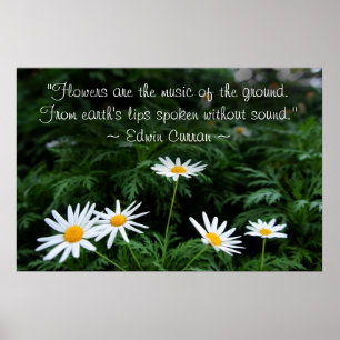 Poster Fleur sauvage blanc