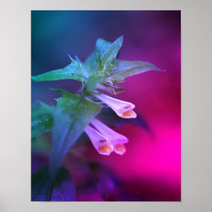 Poster Fleur sauvage blanc minuscule gros plan
