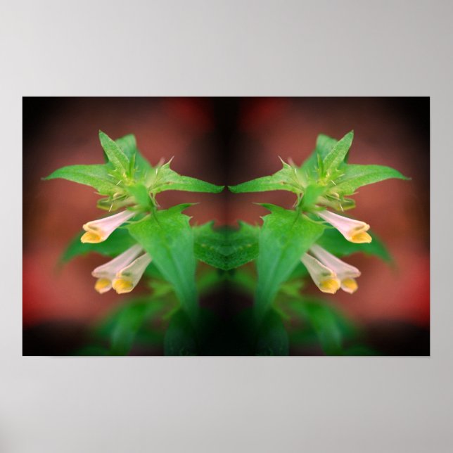 Poster Fleur sauvage blanc minuscule gros plan miroir Abs (Devant)