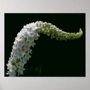 Poster Fleur sauvage blanche aux pétales ondulés de rêve