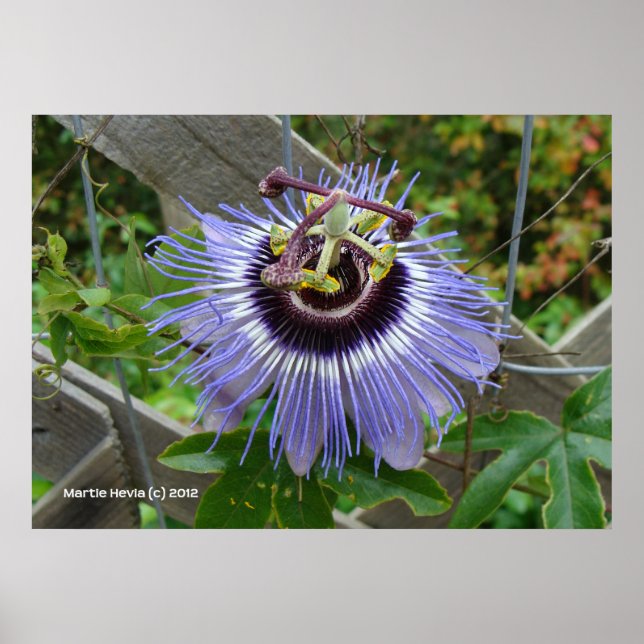 Poster Fleur sauvage bleu exotique (Devant)