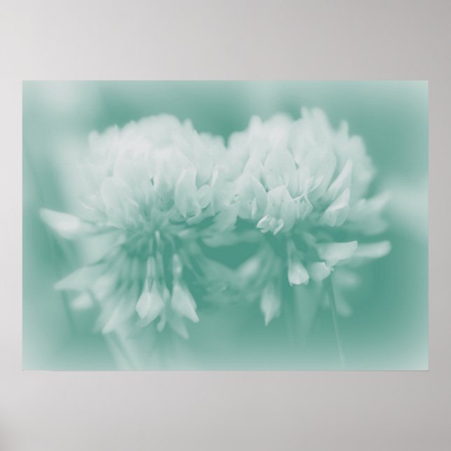 Poster Fleur sauvage CLover blanc à Aqua (Devant)