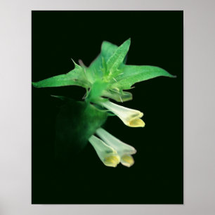 Poster Fleur sauvage de bois blanc glacé gros plan