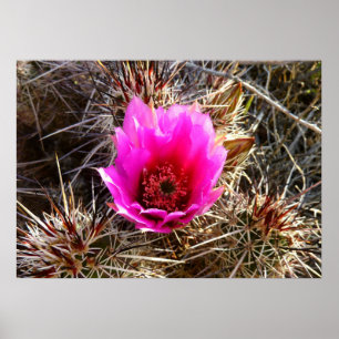 Poster Fleur sauvage de cactus en fleurs (Prickly Pear)