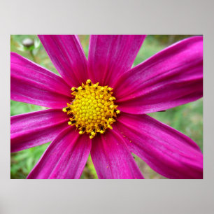 Poster Fleur sauvage de Cosmos pourpre