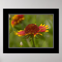 fleur sauvage de couverture indien 16x20