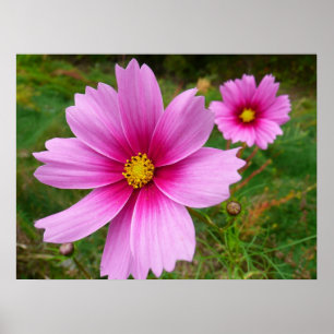 Poster Fleur sauvage de fleurs Cosmos roses