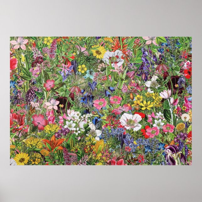 Poster Fleur sauvage de la nature en fleurs botaniques (Devant)