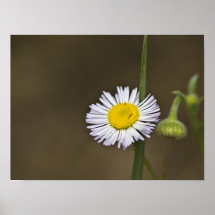 Poster Fleur sauvage de montagne