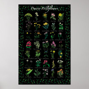Poster Fleur sauvage des Prairies