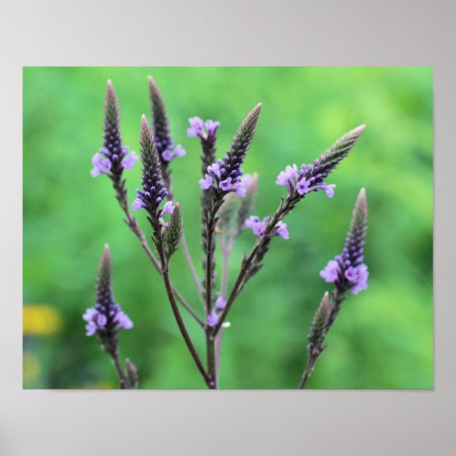 Poster Fleur sauvage doux violet vervain (Devant)