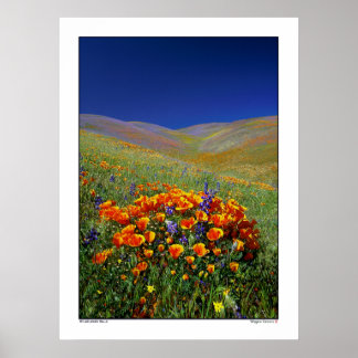 Poster Fleur sauvage Hills