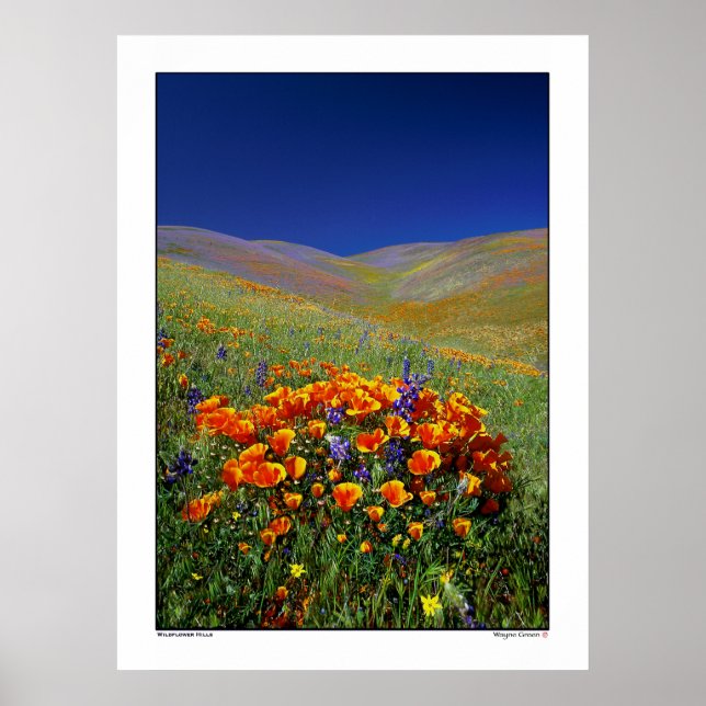 Poster Fleur sauvage Hills (Devant)