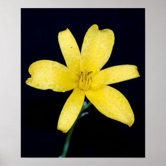 Poster Fleur sauvage jaune