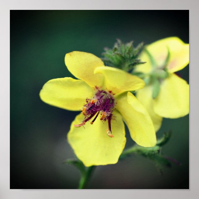 Poster Fleur sauvage jaune délicat (Devant)