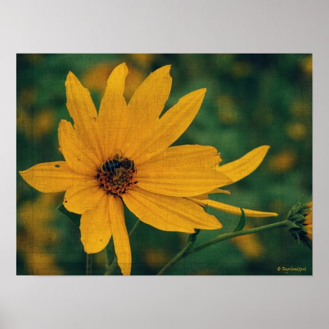 Poster Fleur sauvage jaune et abeille (Devant)