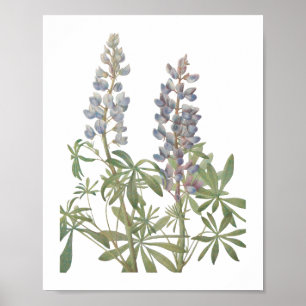 Poster Fleur sauvage Lupine Sundial