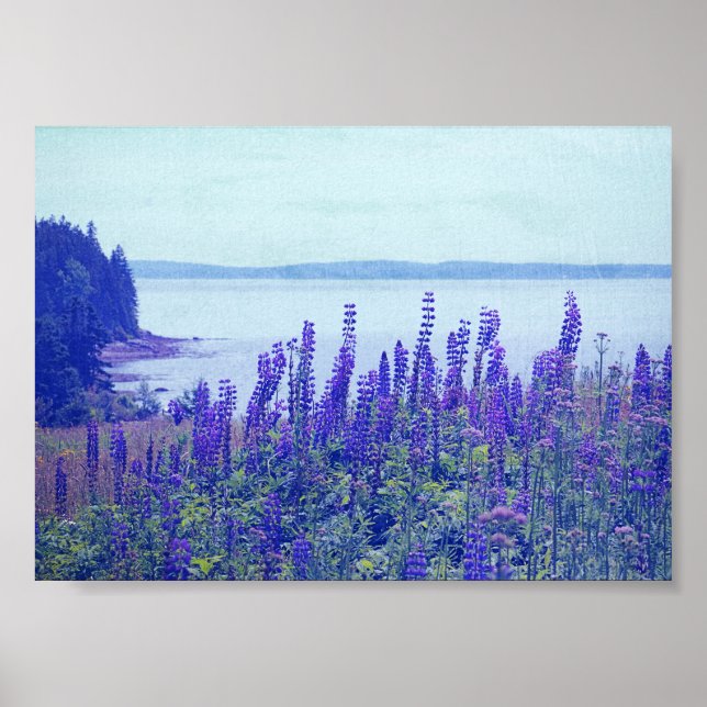 Poster fleur sauvage Maine Lupine Flowers (Devant)