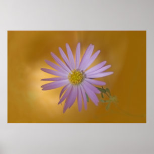 Poster Fleur sauvage Mojave Aster
