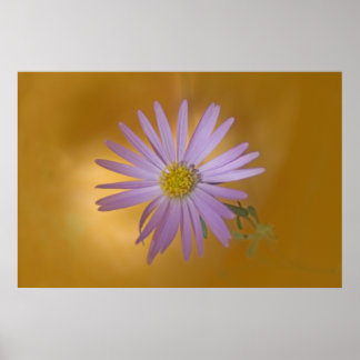 Poster Fleur sauvage Mojave Aster