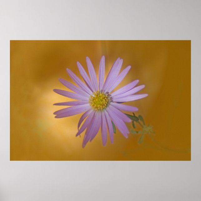 Poster Fleur sauvage Mojave Aster (Devant)