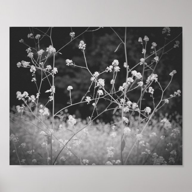 Poster Fleur sauvage Whimsical noir et blanc (Devant)
