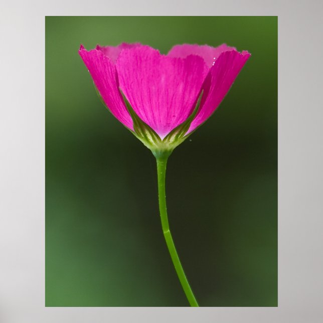Poster Fleur sauvage Winecup (Devant)