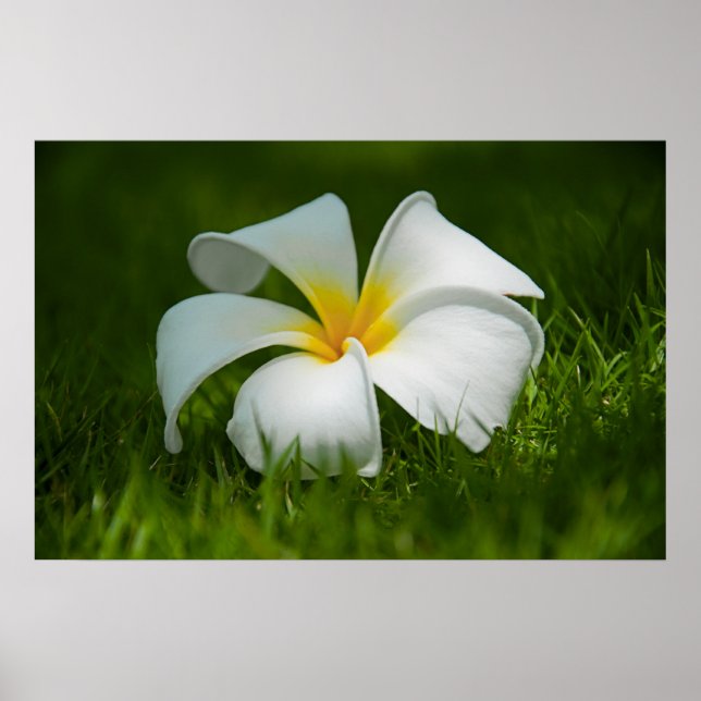 Poster fleur solitaire (Devant)