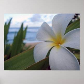 Poster Fleur sur la plage