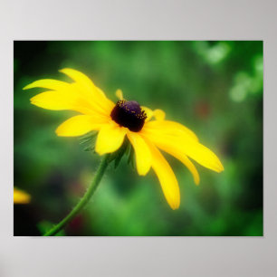 Poster Fleur Susan Daisy à simple teint noir