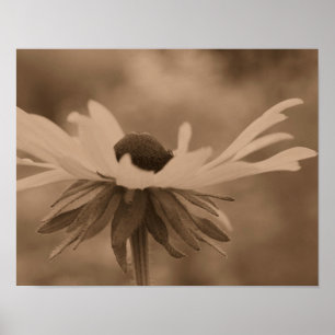 Poster Fleur Susan Daisy Aux Yeux Noirs À Sepia Vintage