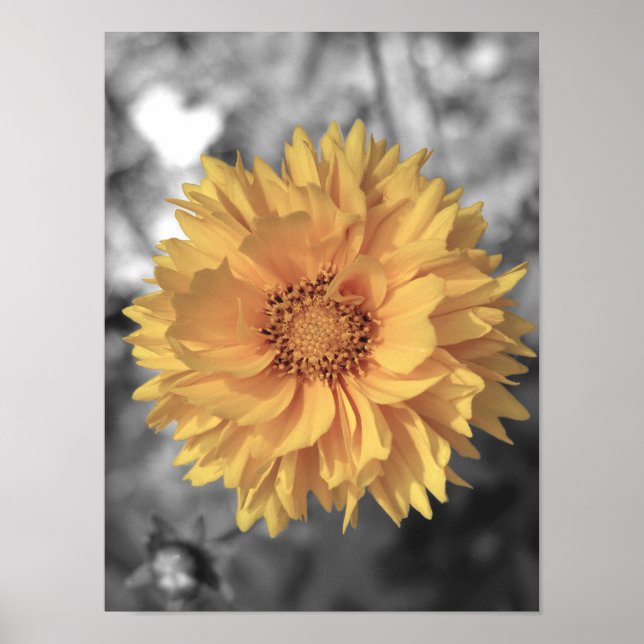 Poster Fleur teintée jaune (Devant)