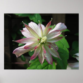 Poster Fleur trois