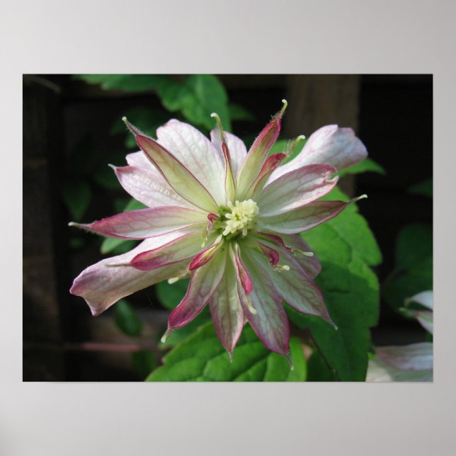 Poster Fleur trois (Devant)