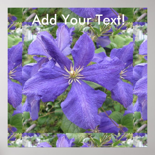 Poster Fleur vert violet Clematis (Devant)
