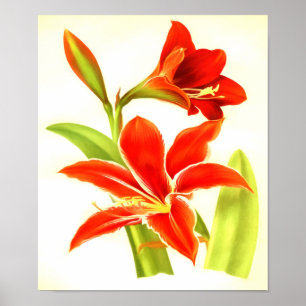 Poster Fleur vintage Amaryllis