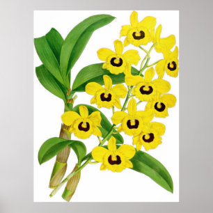 Poster Fleur vintage d'orchidées Dendrobium suavissimum