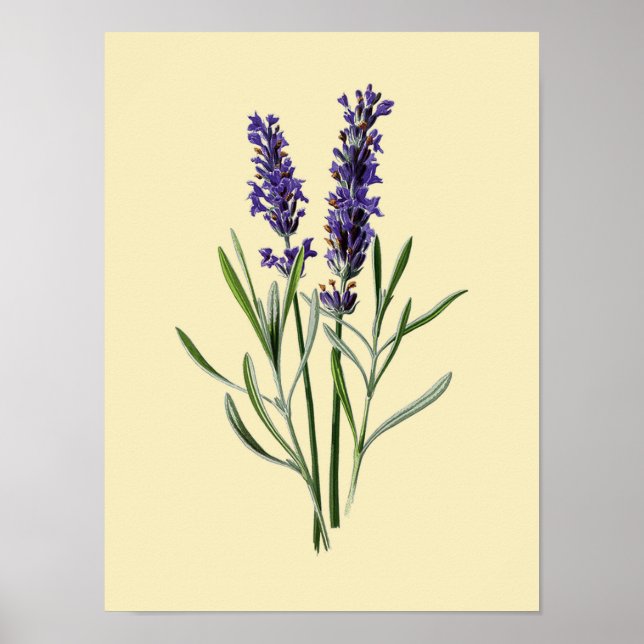 Poster Fleur vintage Lavande #3 (Devant)