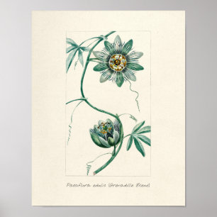 Poster Fleur vintage Passion