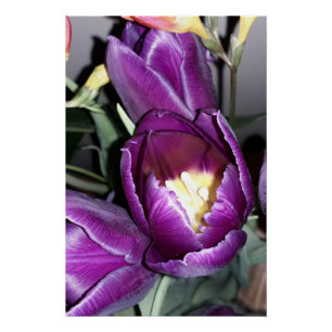 Poster Fleur violette