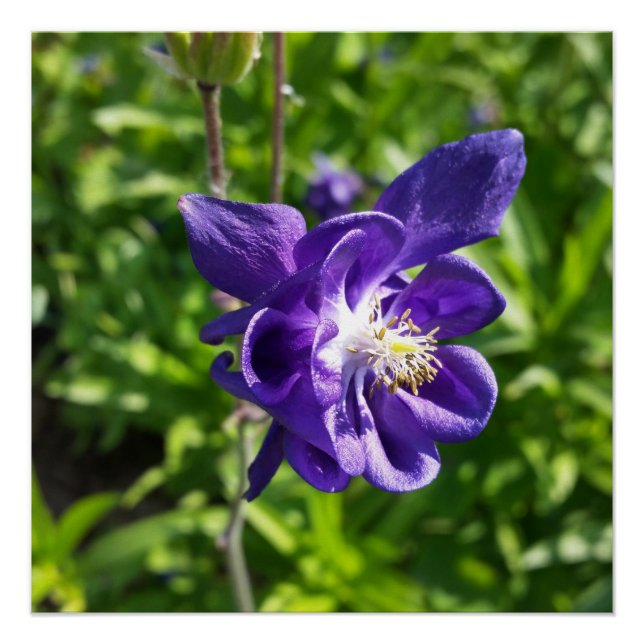 Poster fleur violette brillante (Devant)