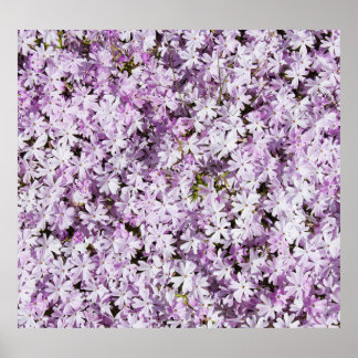 Poster Fleur violette, cadre de fraîcheur estivale.