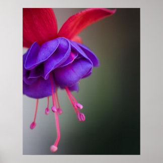 Poster Fleur violette et rouge Fuchsia