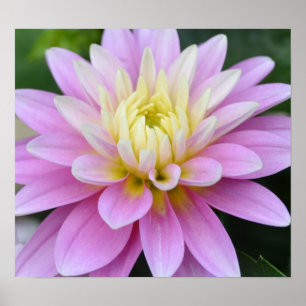 Poster Fleur Zen - Dahlia