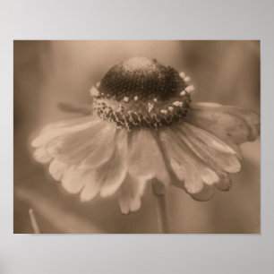 Poster Fleur Zinnia Daisy Soft À Sepia Vintage